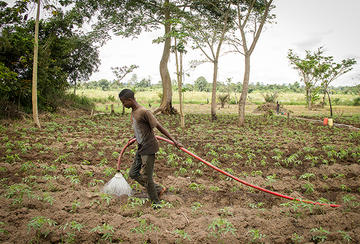Arrosage manuel en périmètre maraicher en Cote d'Ivoire - © R. Belmin