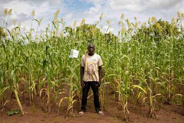 Les innovations agroécologiques sont testées dans des réseaux de parcelles satellites gérées par les agriculteurs eux-mêmes. Ici, un agriculteur expérimentant la technique du zai sur Sorgho au Burkina Faso. Photo : R. Belmin