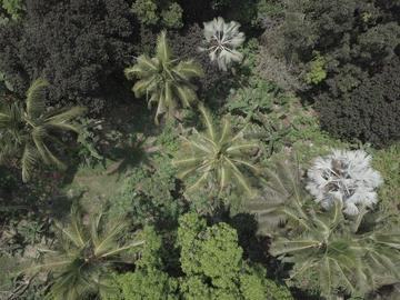 Vue aérienne (drone) d’un paysage agroforestier. Photo : J. Huat