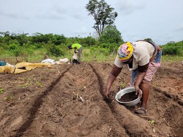 Application de compost enrichi en micro-organismes dans le cadre d'une expérimentation en milieu paysan à Kpomassè au Bénin - Photo : A. De Troij