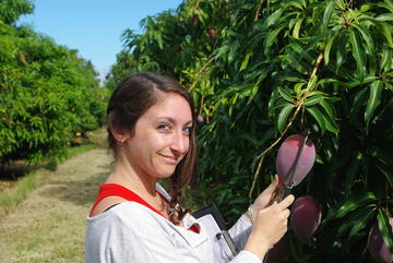 Mathilde Capelli au travail dans les manguiers © Cirad