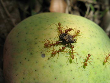 Oecophylles capturant le charançon du noyau (ravageur) du manguier  © Cirad, J.-F. Vayssières