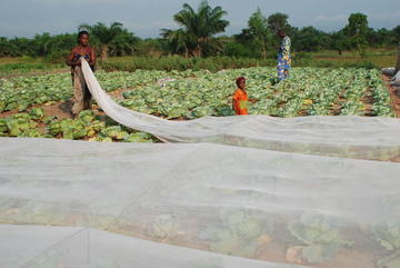 Des filets en polyéthylène posés sur des cultures au Bénin afin de les protéger des ravages des insectes © Cirad, Thibaud Martin