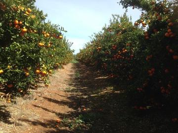 OFFRE DE STAGE : Analyse de Cycle de Vie de la mandarine au Maroc