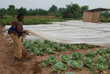 Maraichère de Ouidha, Bénin qui utilise des filets anti-insecte pour protéger ses choux © Cirad, T. Martin