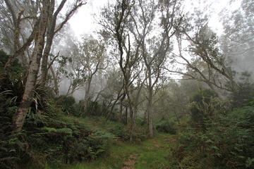 Milieu naturel réunionnais, forêt du Tévelave. Photo : F. Le Bellec